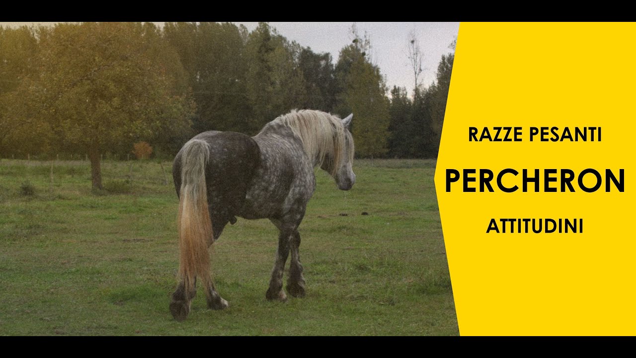 ♘ Cavalli || Percheron || Razze Pesanti