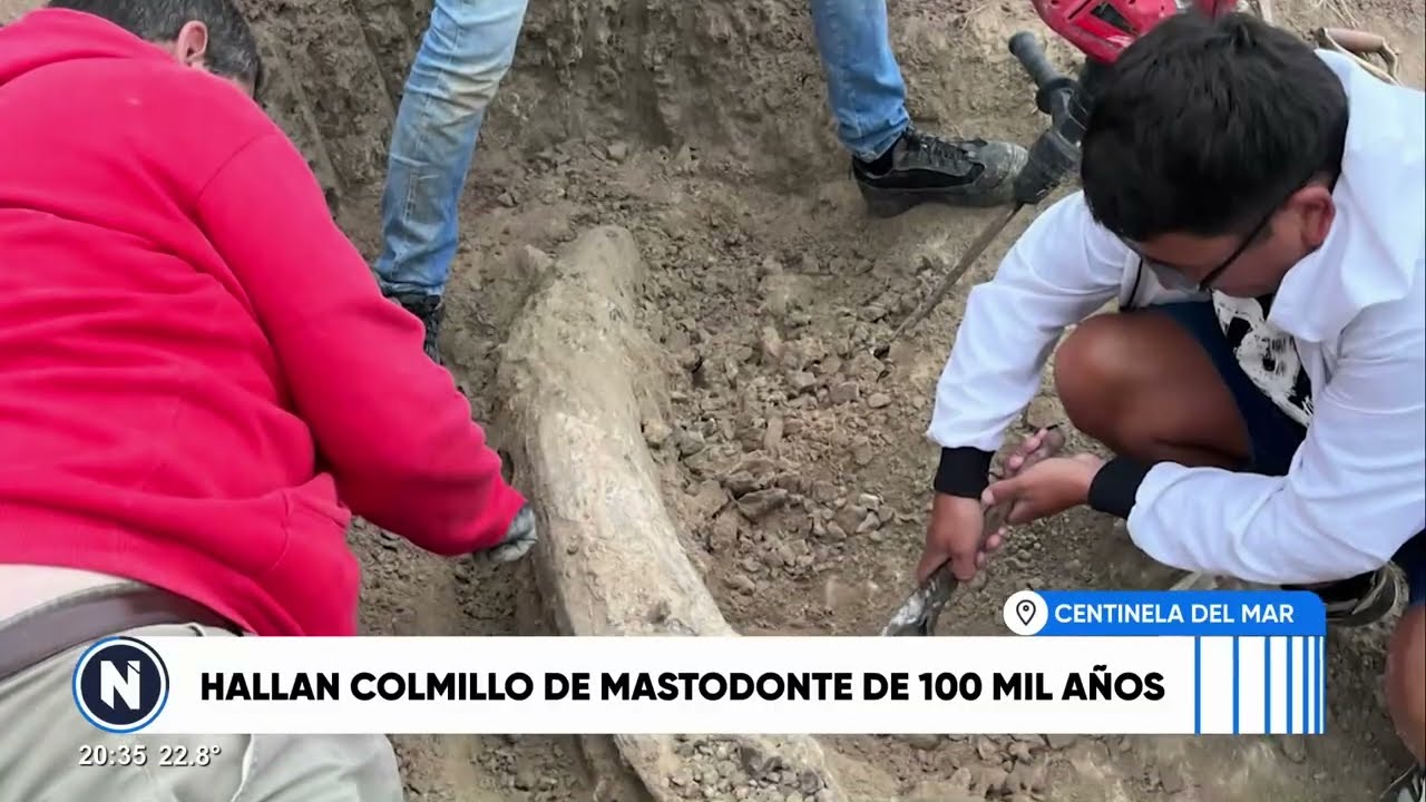 CENTINELA DEL MAR: HALLAN COLMILLO DE MASTODONTE DE 100 MIL AÑOS
