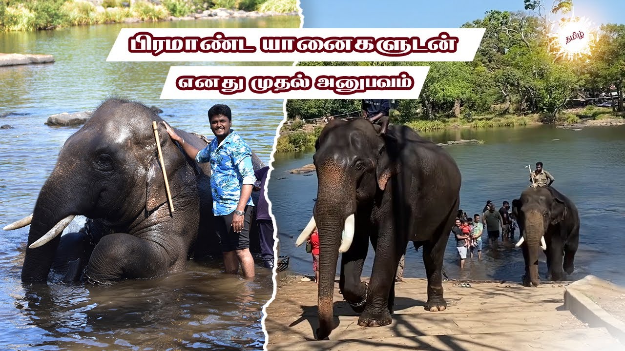 பிரமாண்ட யானைகளுடன் எனது முதல் அனுபவம் / DUBARE / COORG 1 DAY TRIP / EPISODE 3 /Ajay karthi