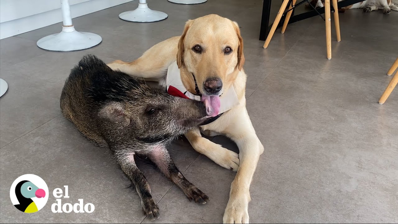 Jabalí de 2 libras crece creyendo que es un cachorro | Parejas Disparejas | El Dodo