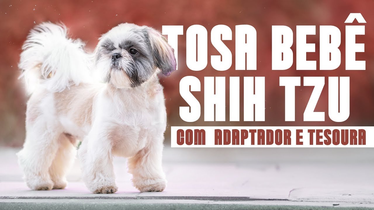 Tosa bebê Shih Tzu com adaptador e tesoura