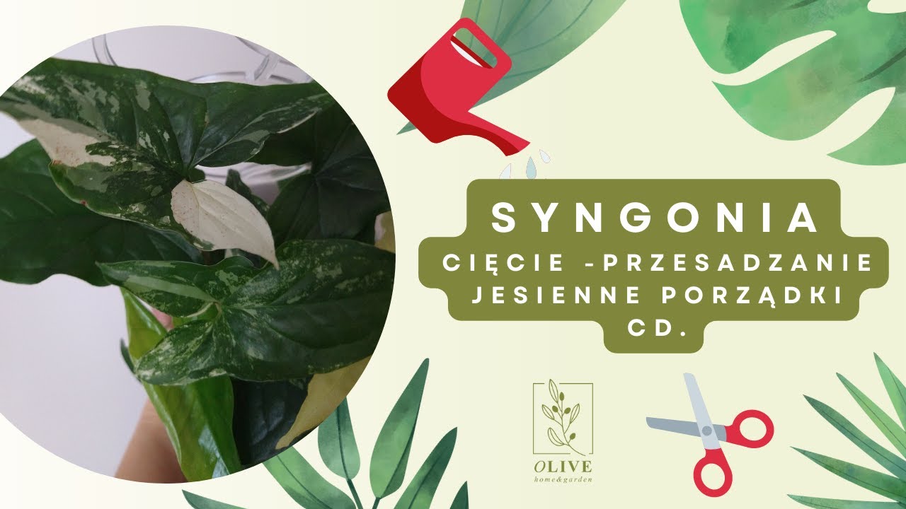 💚Syngonium na 3 sposoby💚seramis sphagnum bigos 🌱Jesienne roślinne porządki cd. 🌱 r&oacute;żne podłoża