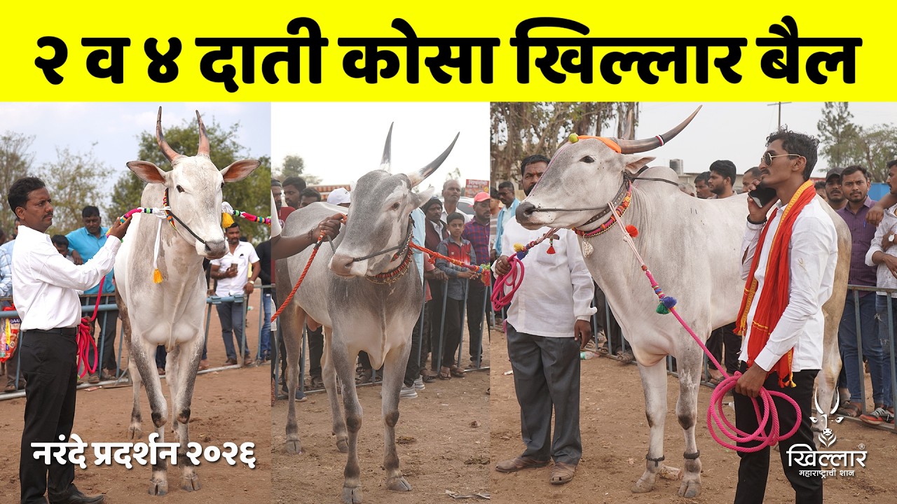 २ व ४ दाती कोसा खिल्लार बैल । श्री नागनाथ केसरी, नरंदे | Khillar Maharashtrachi Shaan 2025