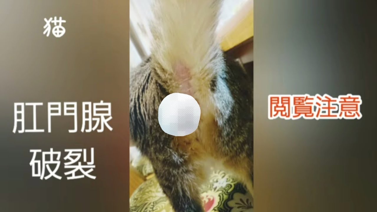 猫の肛門腺破裂
