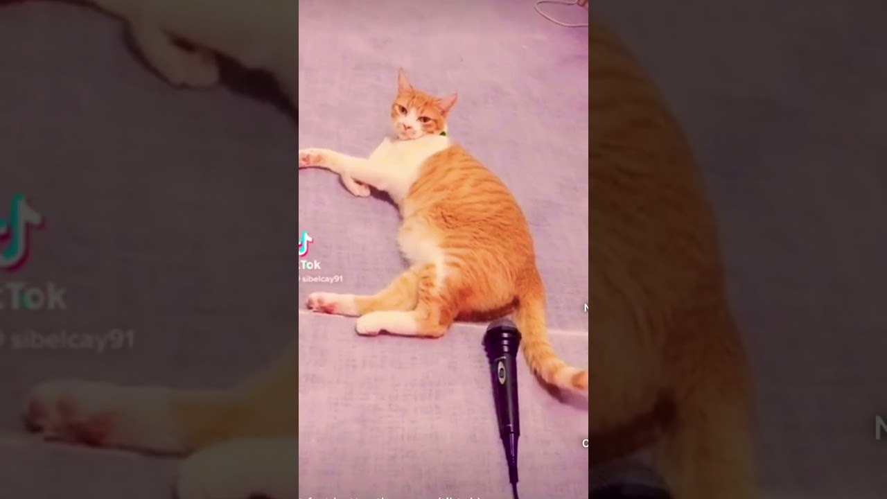 La scoreggia pi&ugrave; potente del mondo! 😂🤣😝 #peppeottanta80 #shortviral #cat