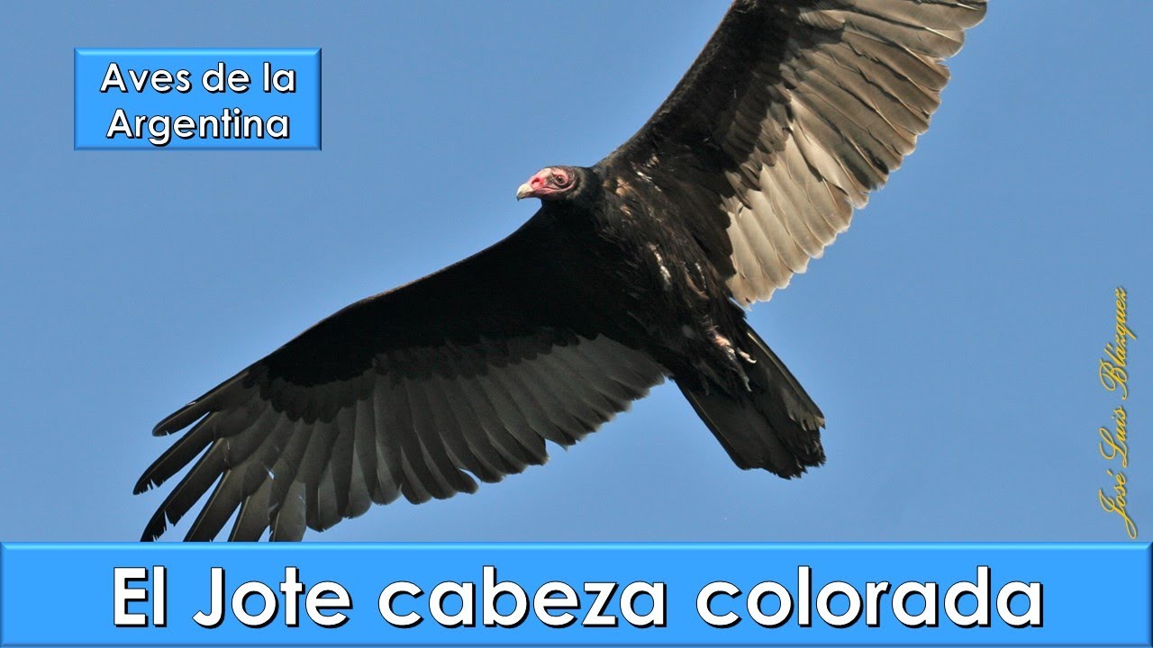 JOTE CABEZA COLORADA, Turkey vulture, (Cathartes aura), Aves de la Argentina