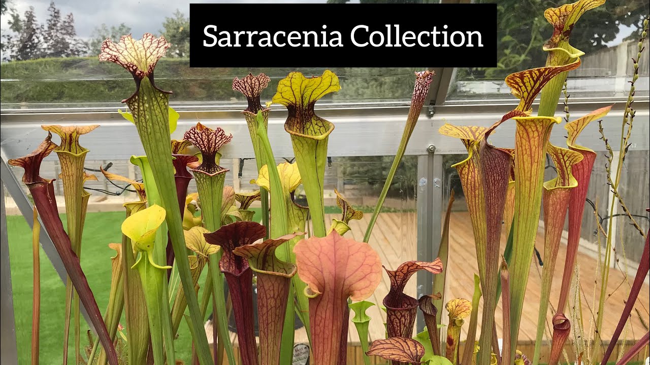 Sarracenia Collection | Pitcher Plant Care