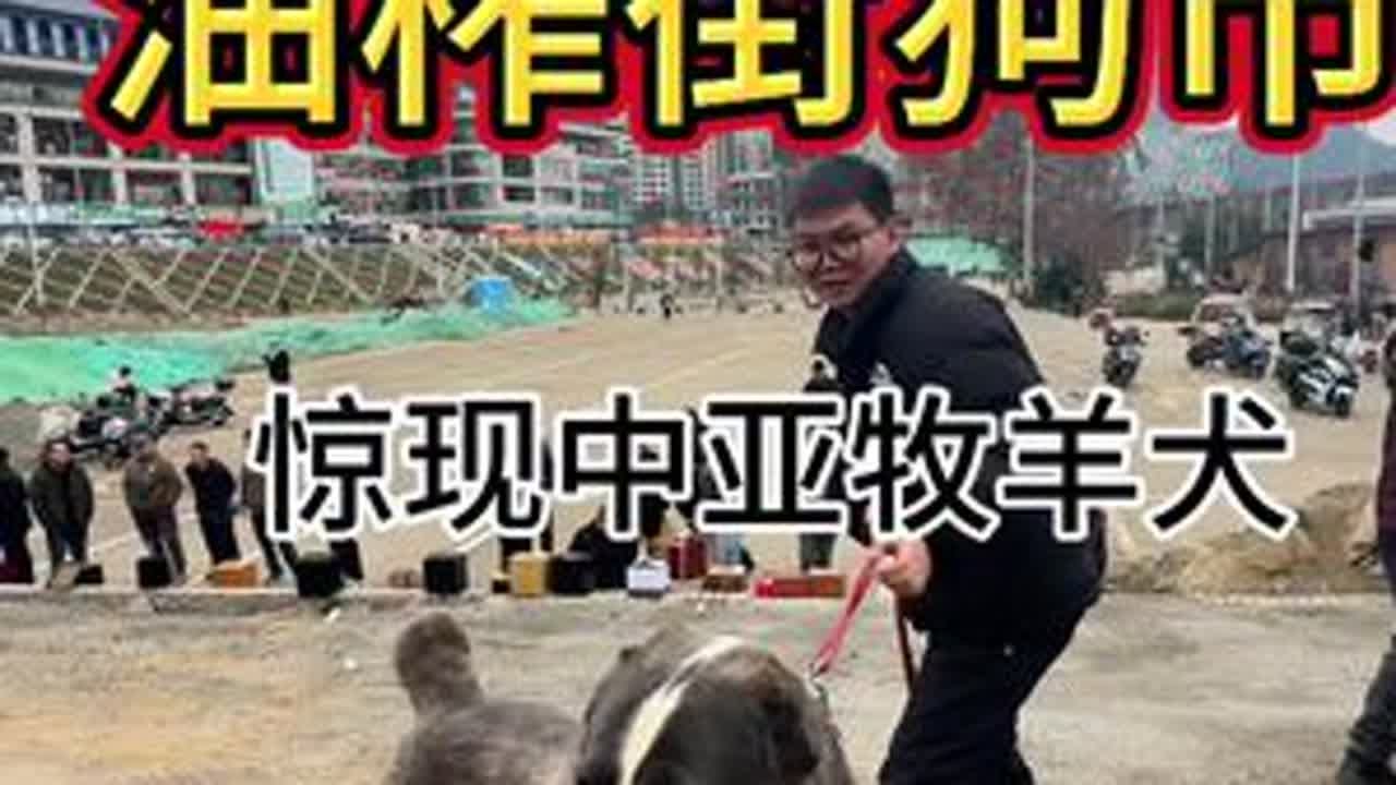 提前祝各位新年快乐。狗市真明年再见了！#狗市 #贵州狗市 #狗市捡漏 #中亚牧羊犬 #萌宠出道计划