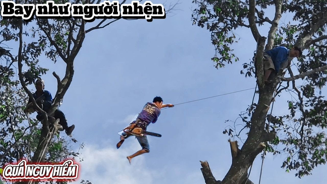 Cưa ba cây Sao siêu khủng ngã vô nhà / Sawing three giant Star Tree falling into the house | P62