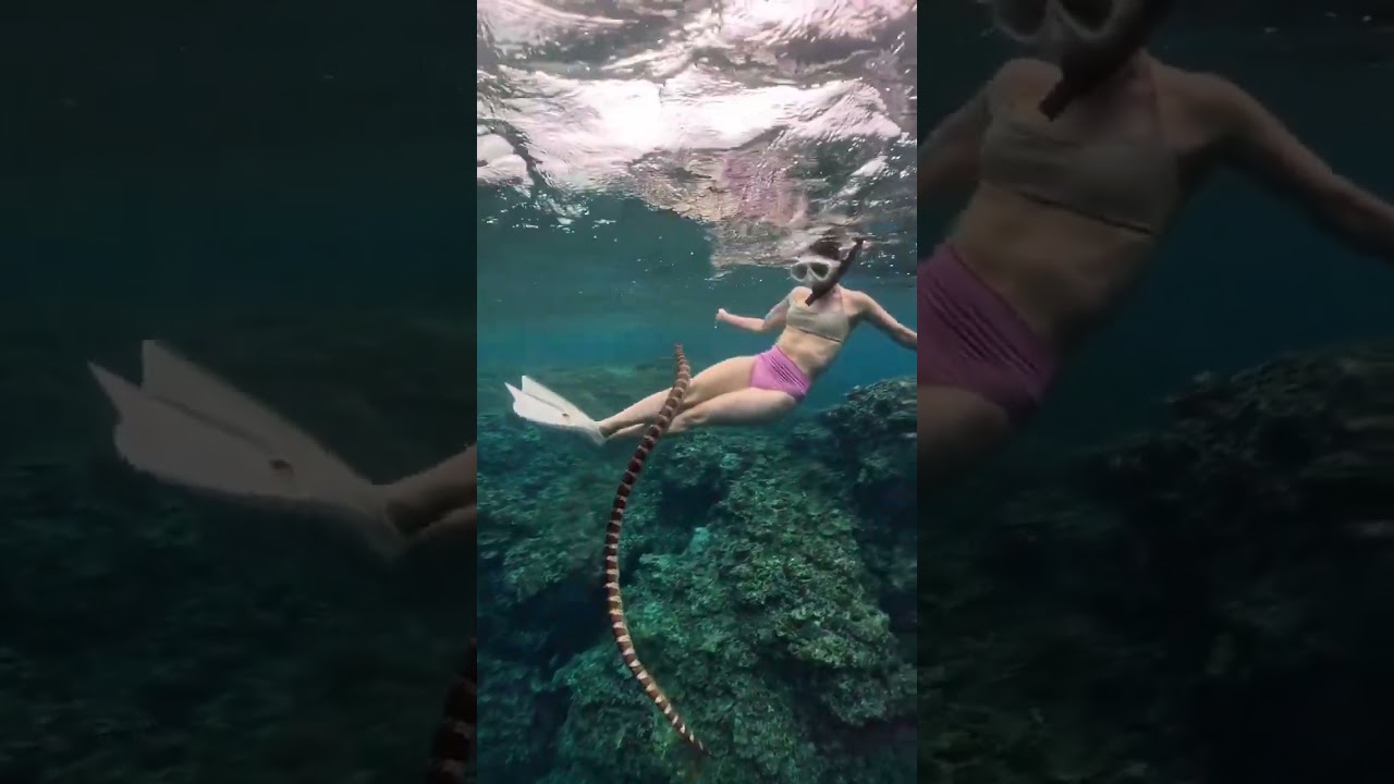 Una buceadora vivi&oacute; un momento aterrador al ser perseguida por una serpiente marina. 😨#Naturaleza