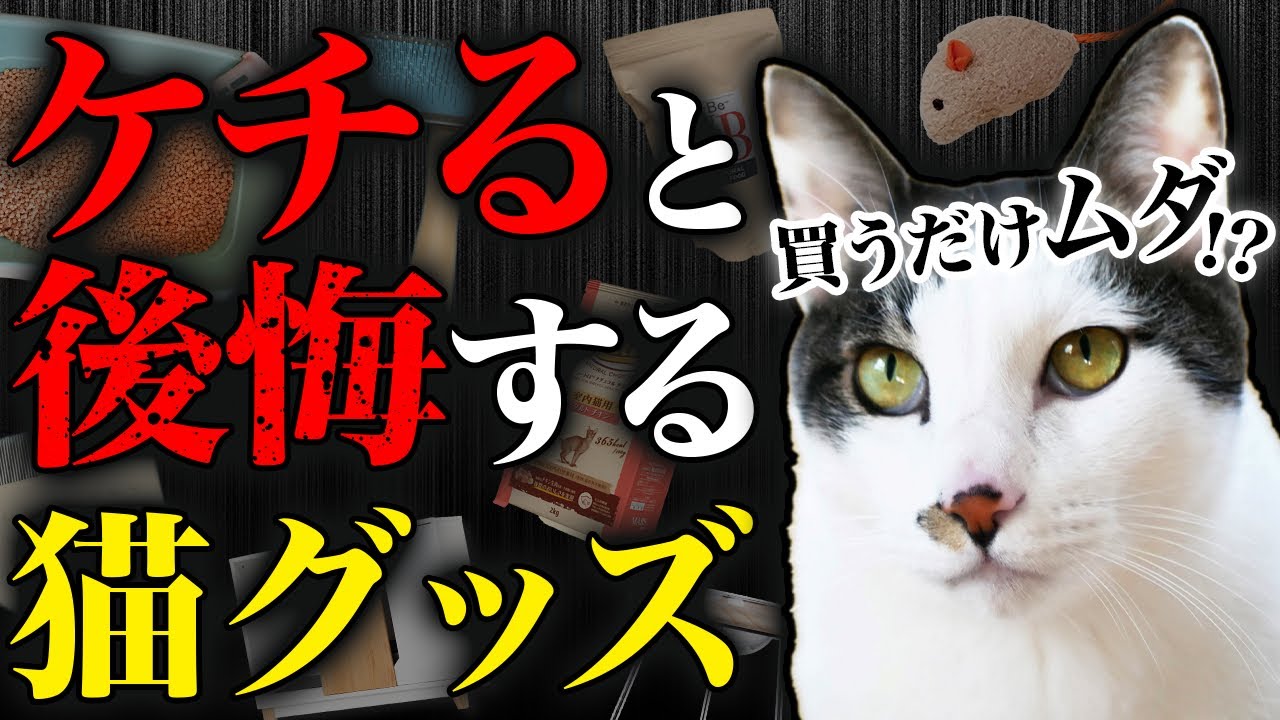 【ケチると後悔…】ココだけは削っちゃダメ…！猫の飼育で節約してはいけないグッズ。