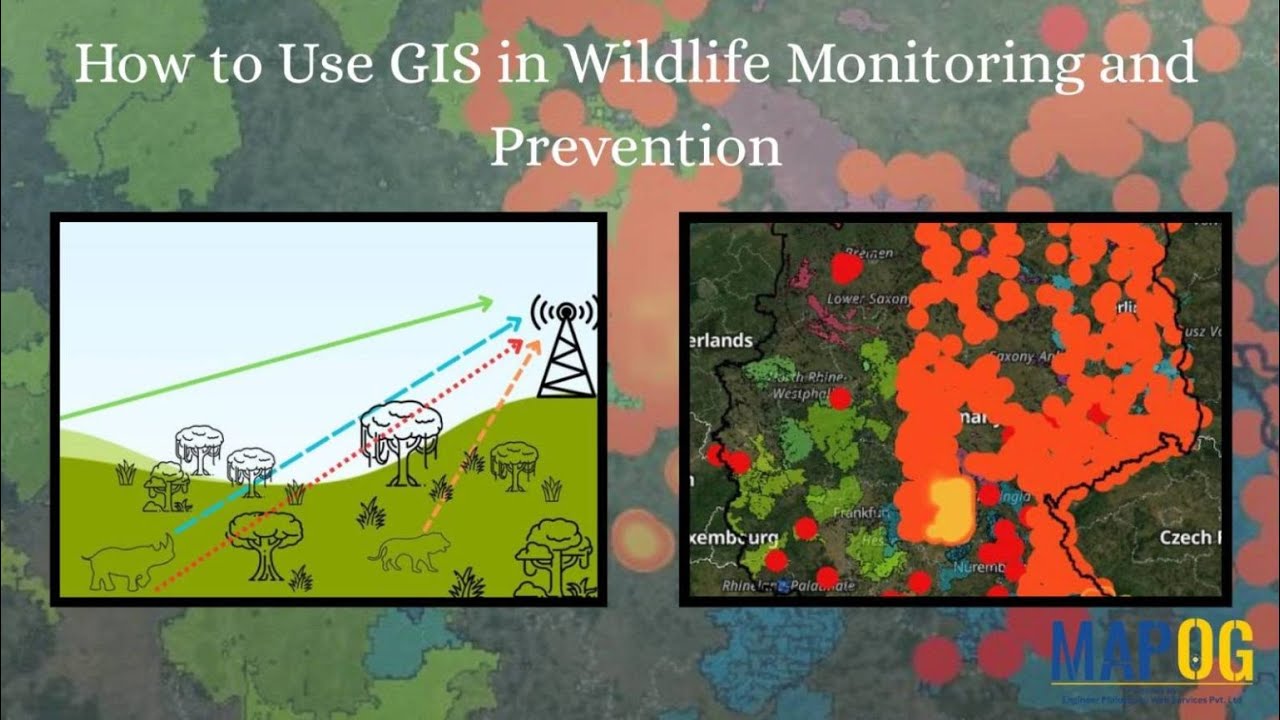 How to Use GIS for Wildlife Monitoring and Prevention | MAPOG Tutorial #mapog #gis #smart #mapping