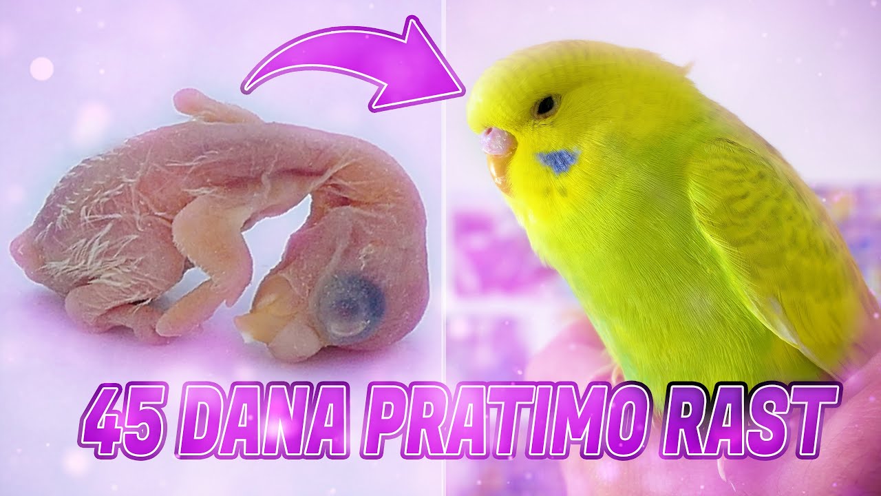 Faze rasta od jajeta do odraslog papagaja za samo 44 dana