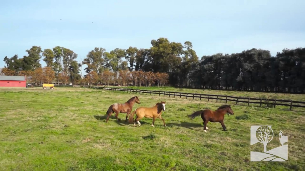Haras San Pablo | Club de Campo (2017)