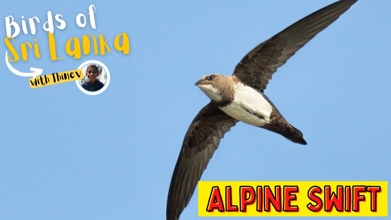 ALPINE SWIFT | Birds of Sri Lanka with Thinev | Sound, Call