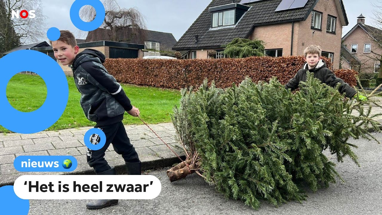 Kinderen zamelen kerstbomen in