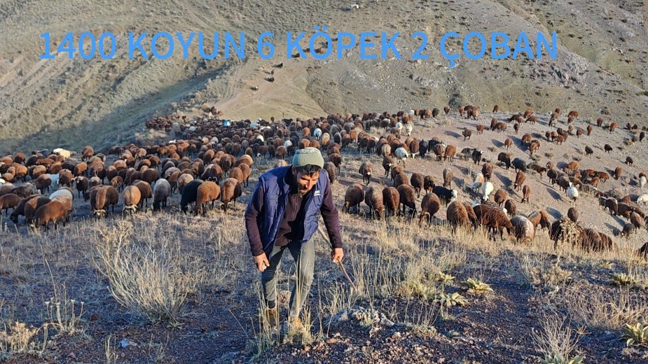 KÖYÜMÜZDEN KIŞLAYA GEÇİŞ YAPAN YABANCI SÜRÜ.