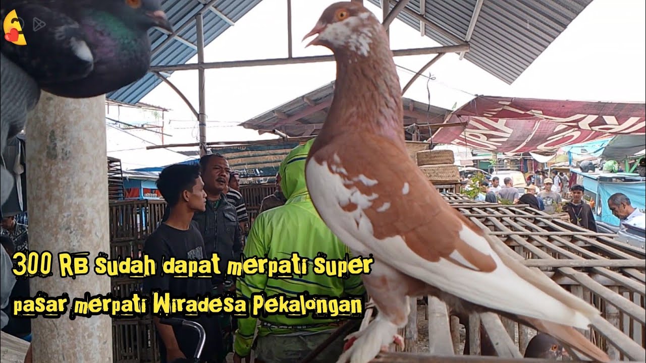 Grebek harga merpati pasar Wiradesa Pekalongan part 2 Tanpa edit Harga standar kualitas mantap.!!