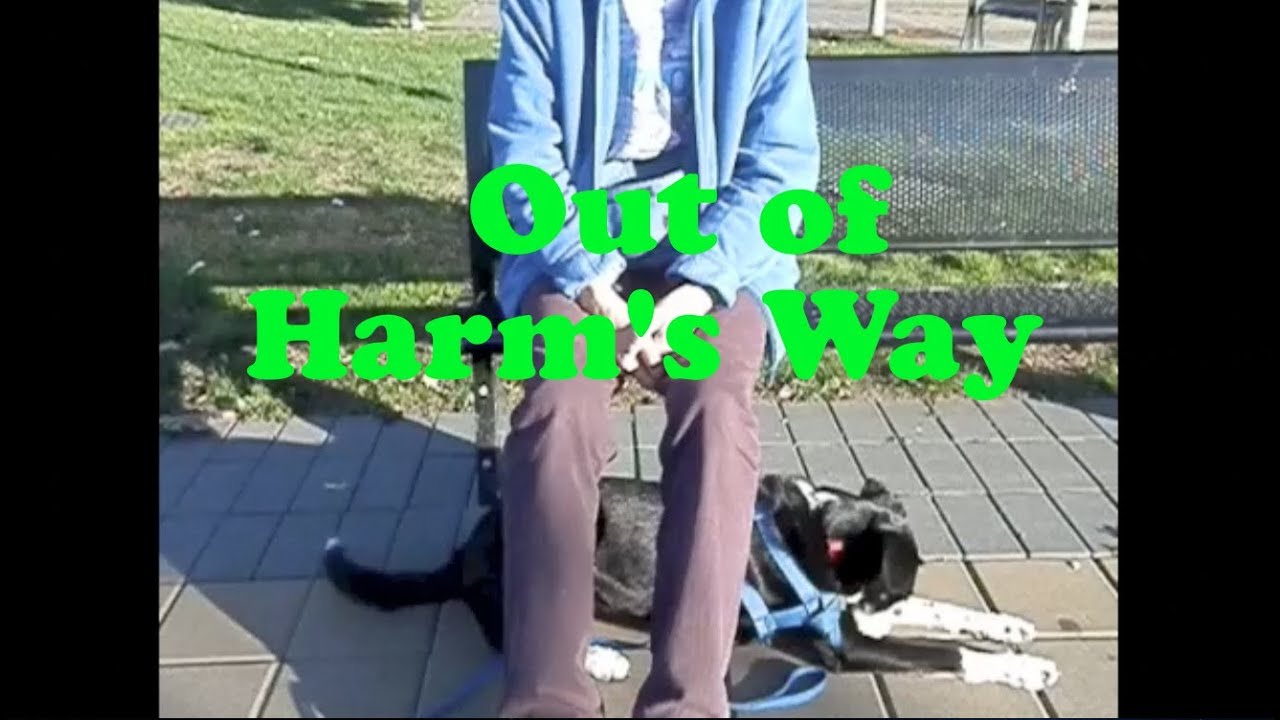 Training Your #ServiceDog How to get Under- Out of the Way! #assistancedogbehaviors