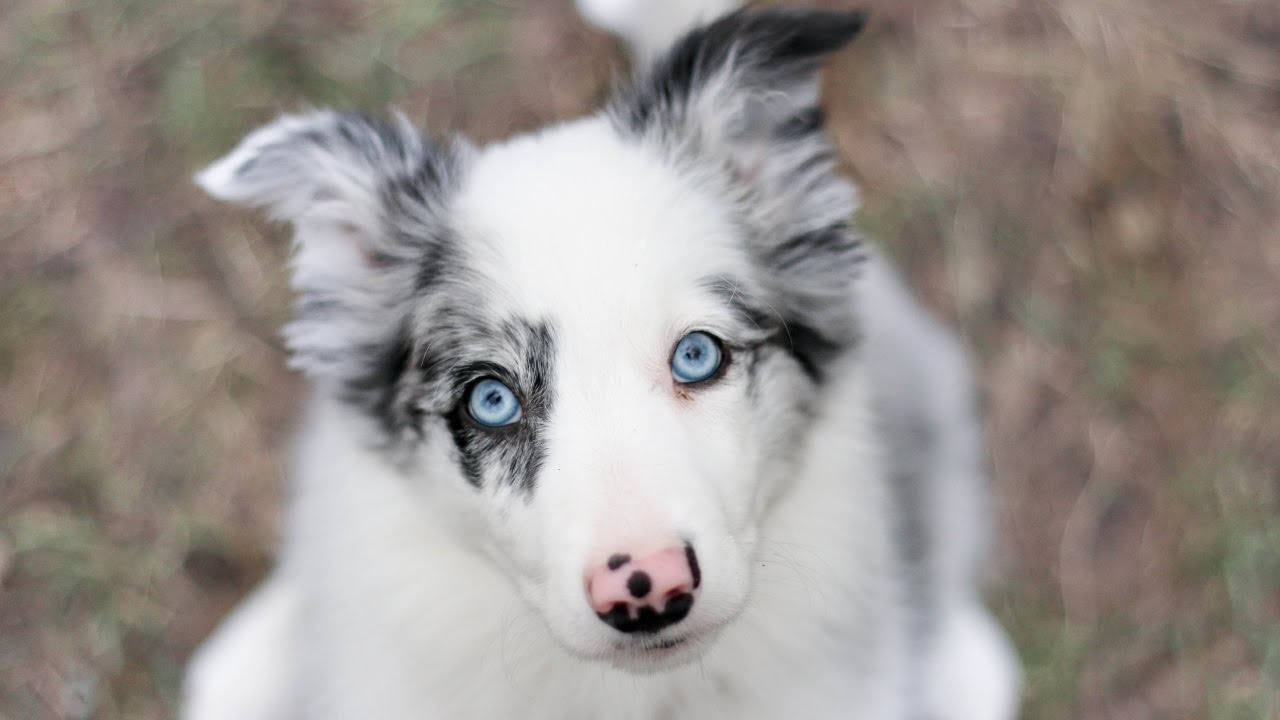 Veya (Elvëa) border collie - Welcome home (2 months)