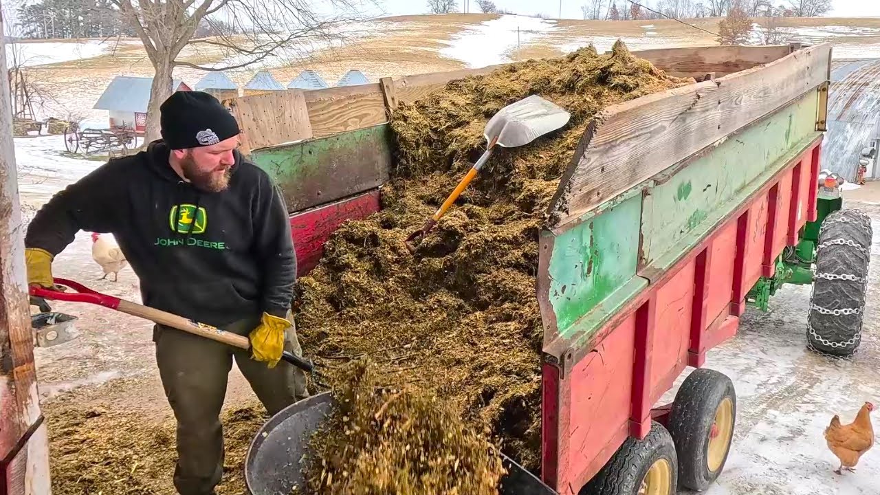 Кормление молочных коров новым силосом и сеном!