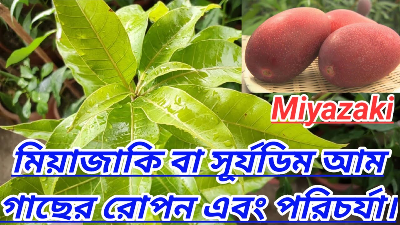 মিয়াজাকি বা সূর্যডিম আম গাছের রোপন এবং পরিচর্যা।।Planting and care Miyazaki or Suryadim mango tree।