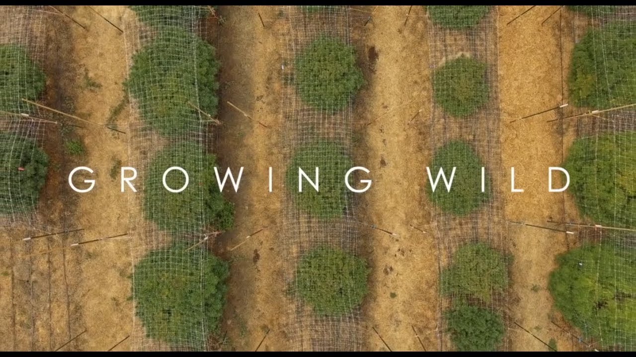 Growing Wild Episode 1 Full | Recreational Marijuana With Cannador