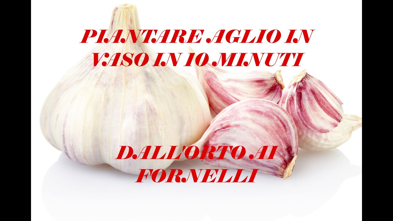 Piantare aglio in vaso in 10 minuti - Dall'Orto ai Fornelli