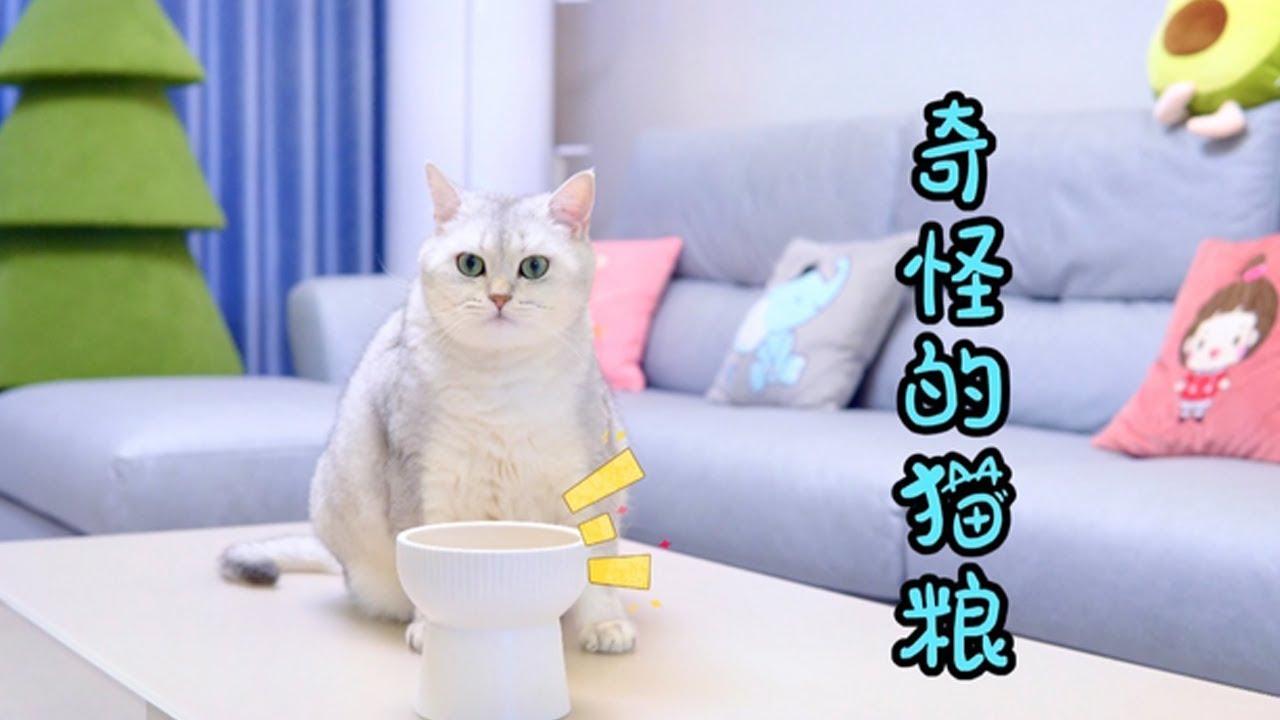 小猫咪的猫粮被调包，七宝变身大侦探来破案【七宝小圆子】