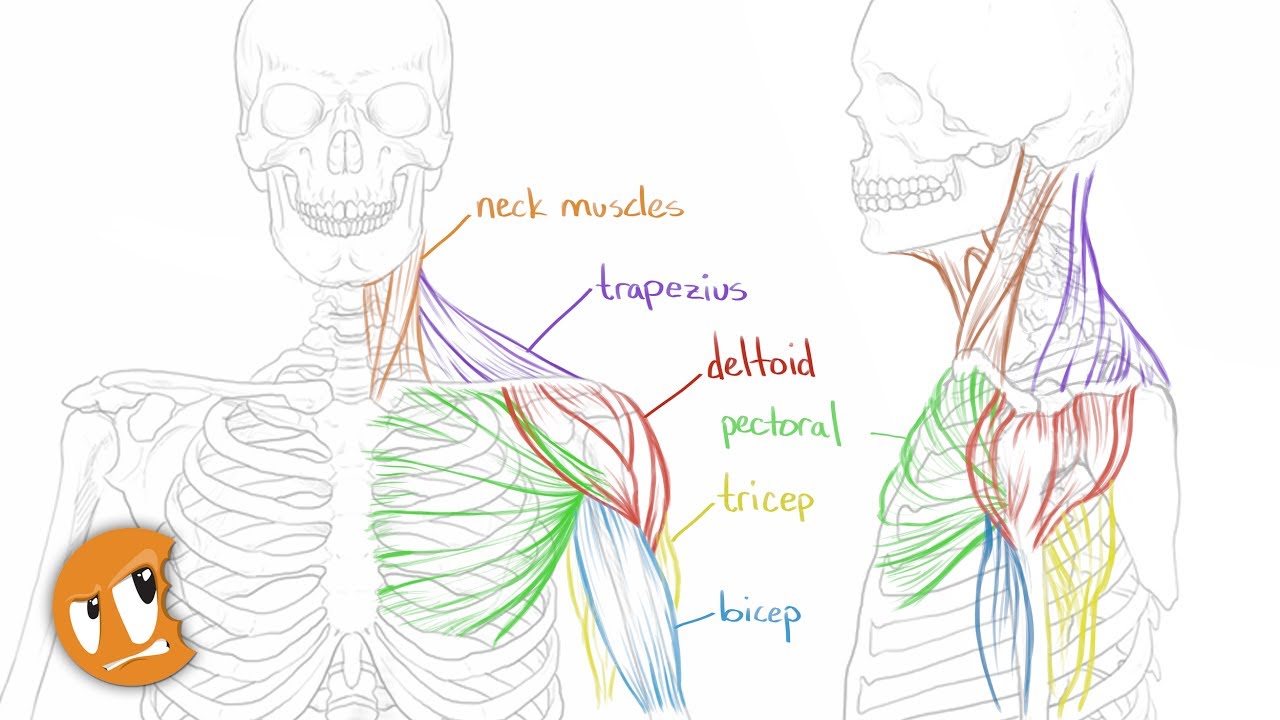 Stream: Anatomy Tips