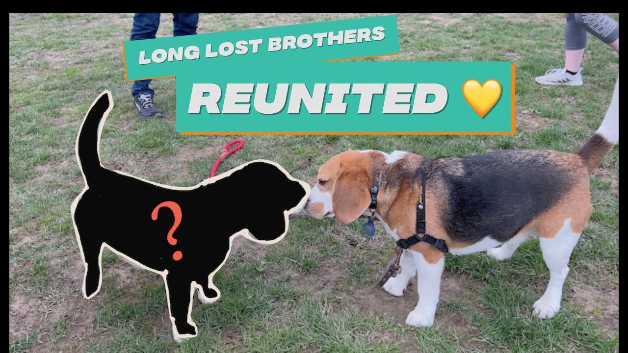 Cute beagle meets his long-lost brother ❤️