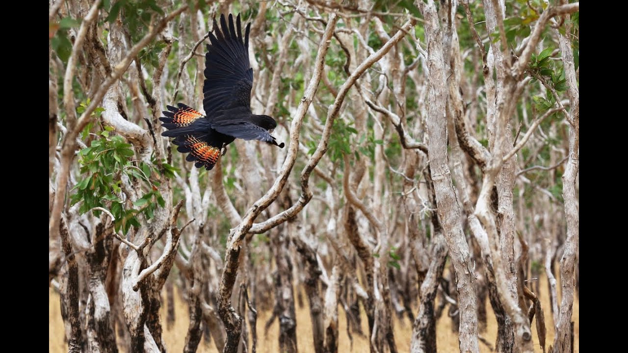 Cape York Peninsula - World Heritage Protection for world class country