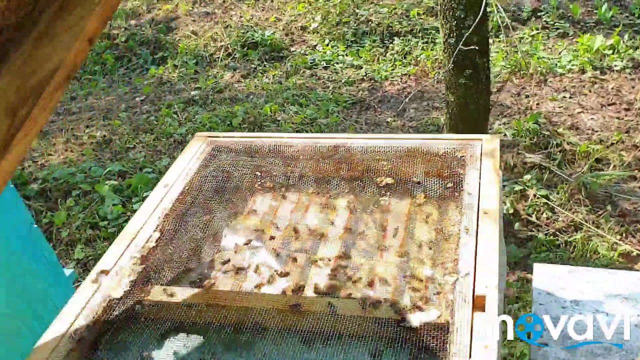Sakupljanje propolisa sa LR košnice - Collecting propolis from the LR hive