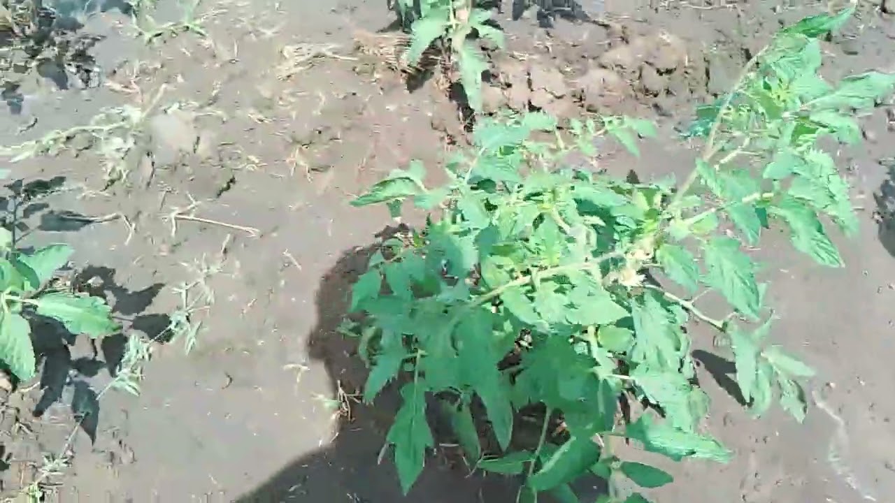 Jabir farm project
