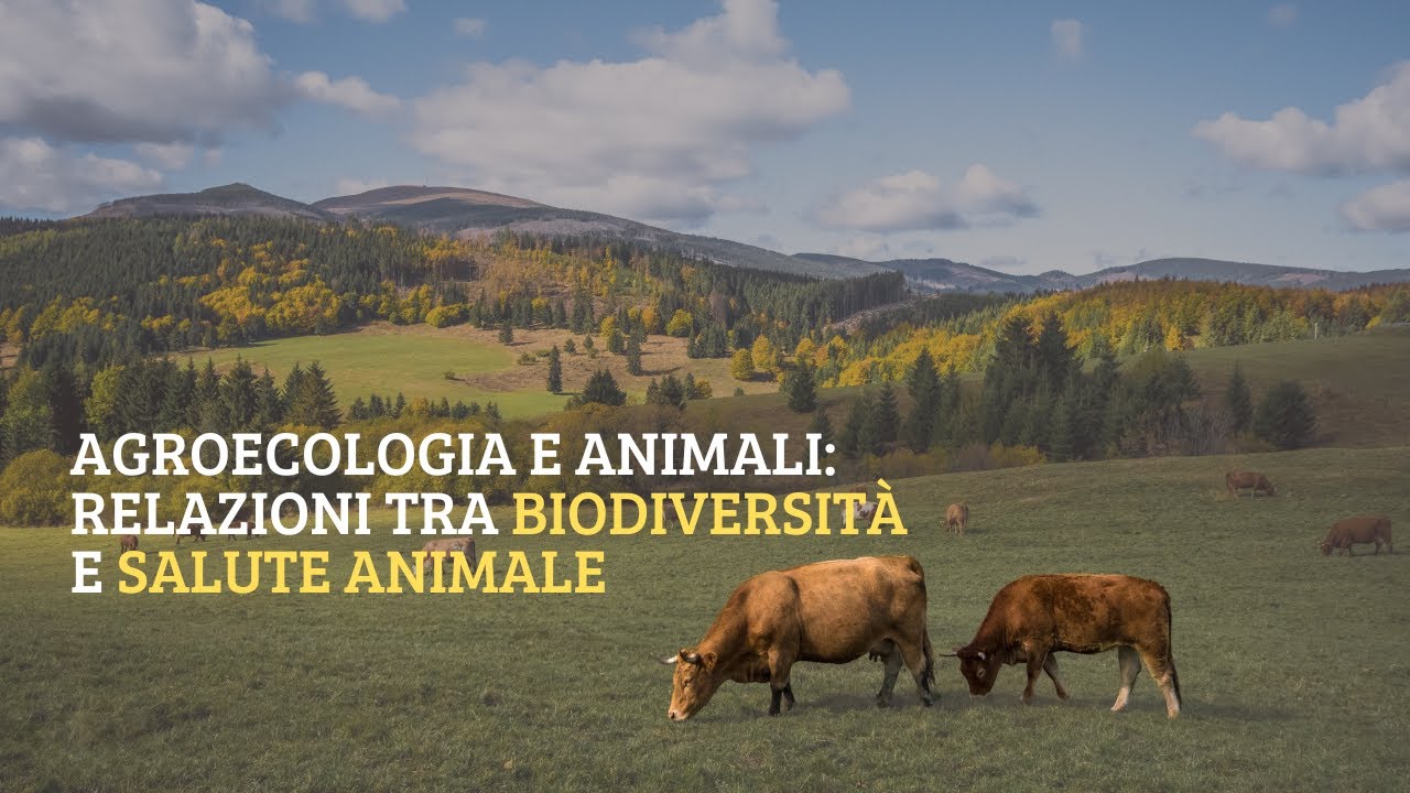 Agroecologia e animali: relazione tra biodiversità e salute animale - Francesca Pisseri
