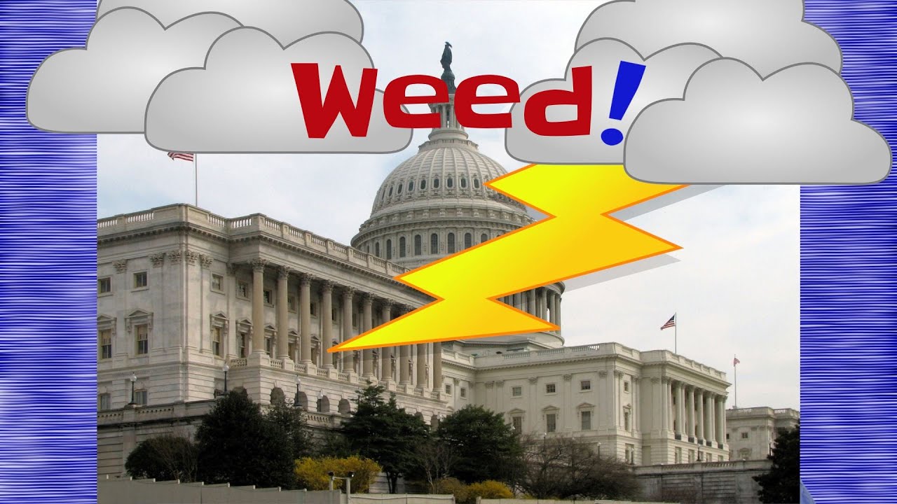 How Marijuana Became A Crime