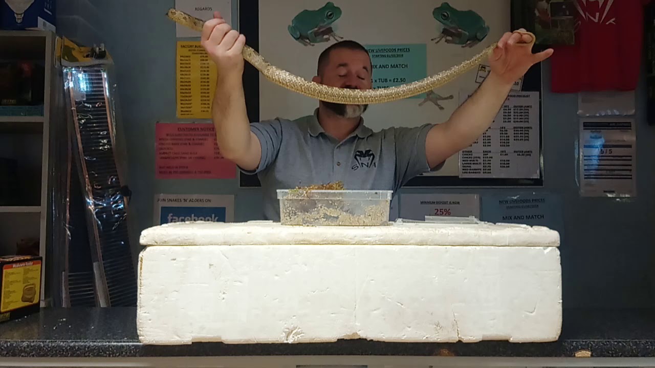 Snakes N Adders Reptile Advice: Episode 59 - How we incubate eggs