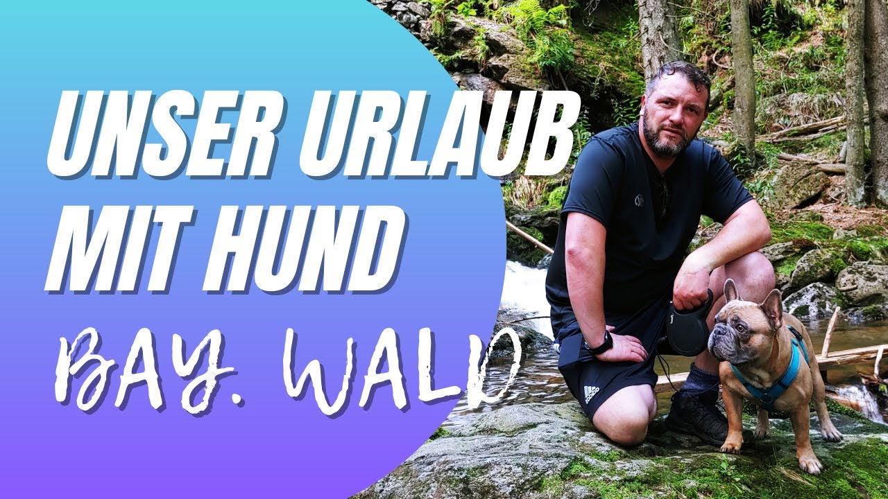 Отдых с собакой, походы с французским бульдогом в баварский лес.