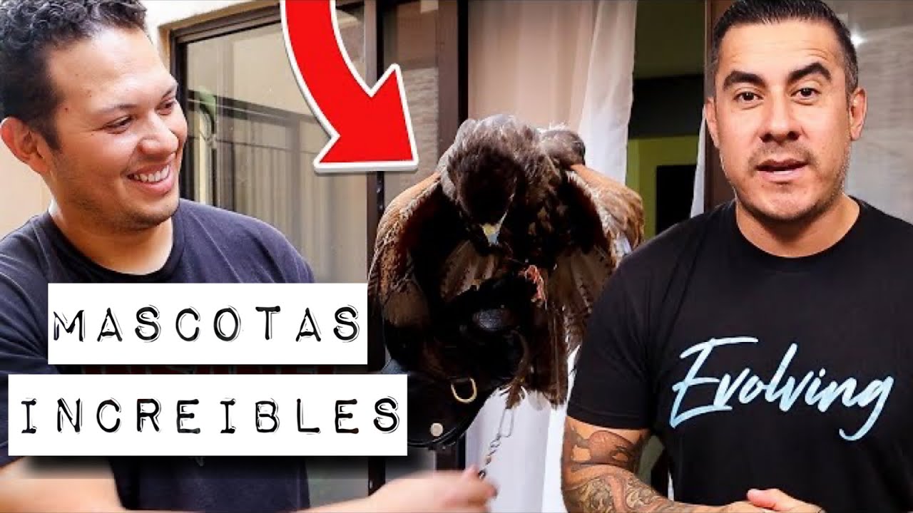 ¡No Creerás Lo Increíble Que Es Esta Colección De Mascotas! Parte Una De Dos!