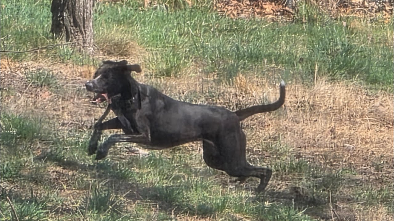 The Lasher Dogs Can't Get Enough During Playtime! 🌺💯🌞