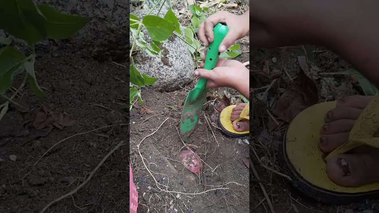 How to get sweet potato in the garden