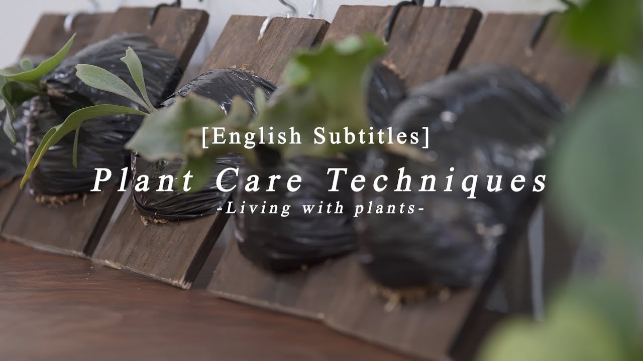 [SUB]VLOG_Plant care techniques【Living with plants】#60