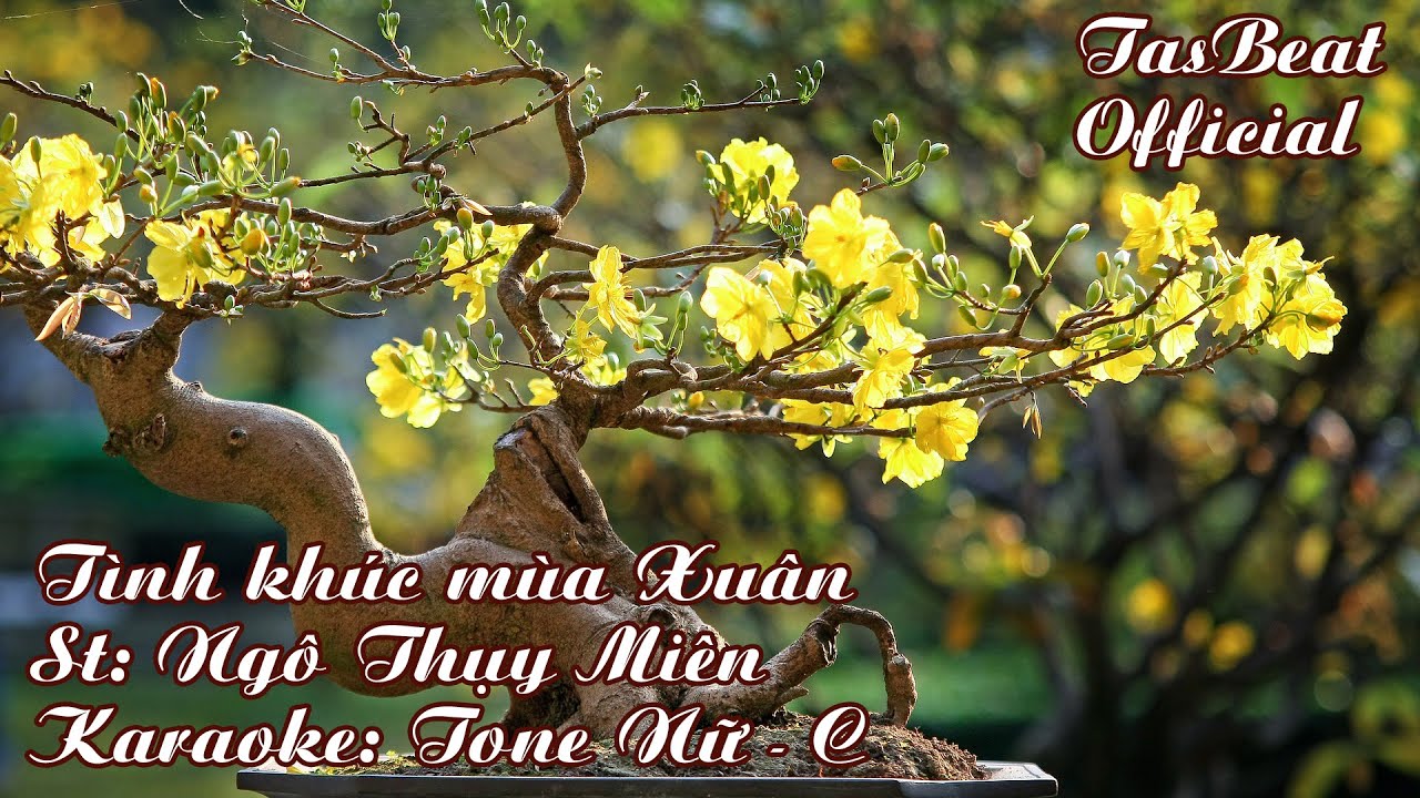 Karaoke Tình Khúc Mùa Xuân - Tone Nữ | TAS BEAT