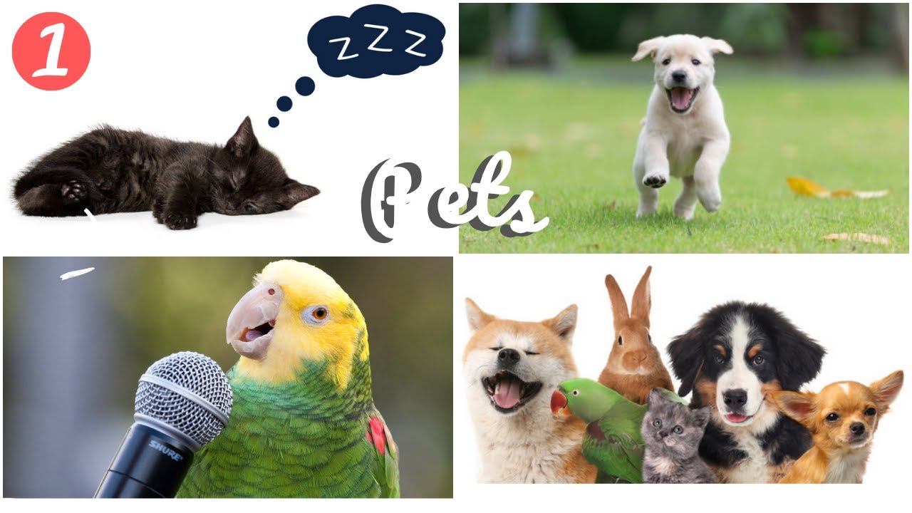 Comprehensible Ukrainian - 1. Who is it? Pets (Absolute Beginner)