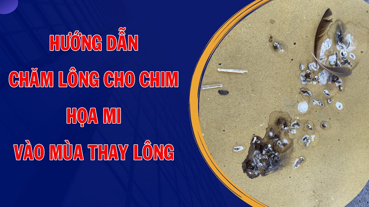 Chia sẻ c&aacute;ch chăm l&ocirc;ng cho chim họa mi, để chim khỏe mạnh v&agrave; h&oacute;t tốt | Họat Họa Mi