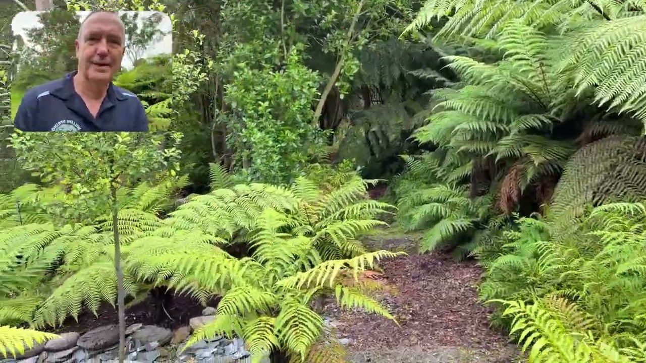 Take a walk through our fern and lake area 🌿✨