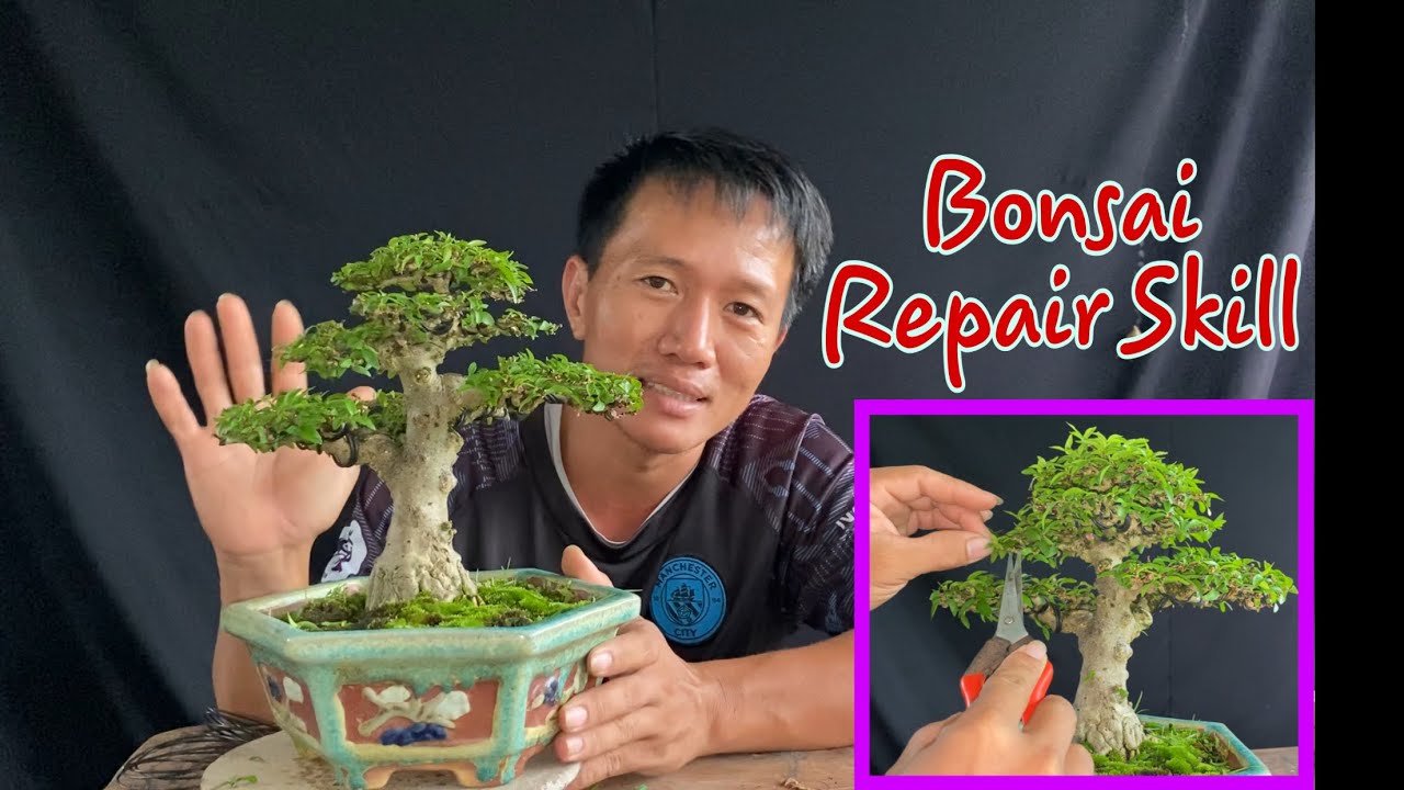 Hướng Dẫn Tỉa Tán Cây Mai Chiếu Thủy Bonsai.