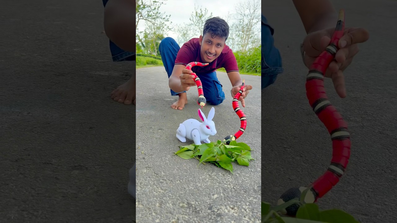 2 ta Red Snake VS 1 ta white Rabbit 😀