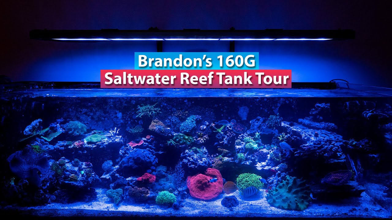 Brandon's 160G Saltwater Aquarium Reef Tank Tour