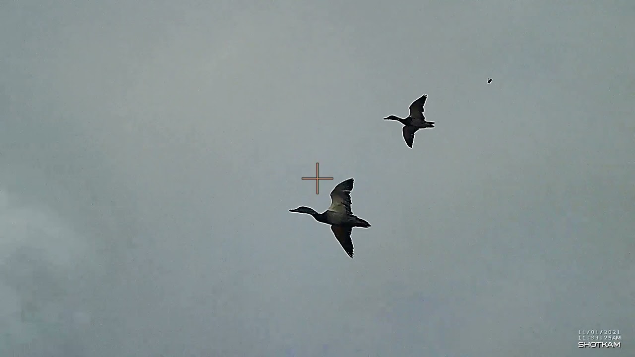 Driven Duck shooting